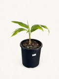 Chrysalidocarpus malcomberi