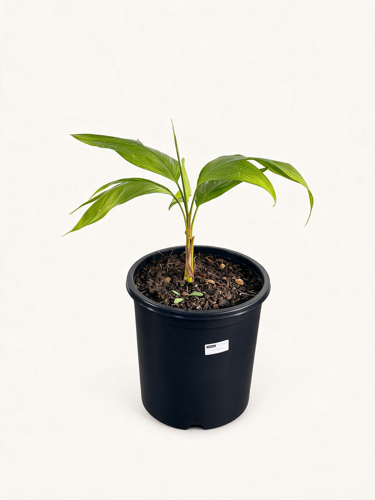 Chrysalidocarpus malcomberi