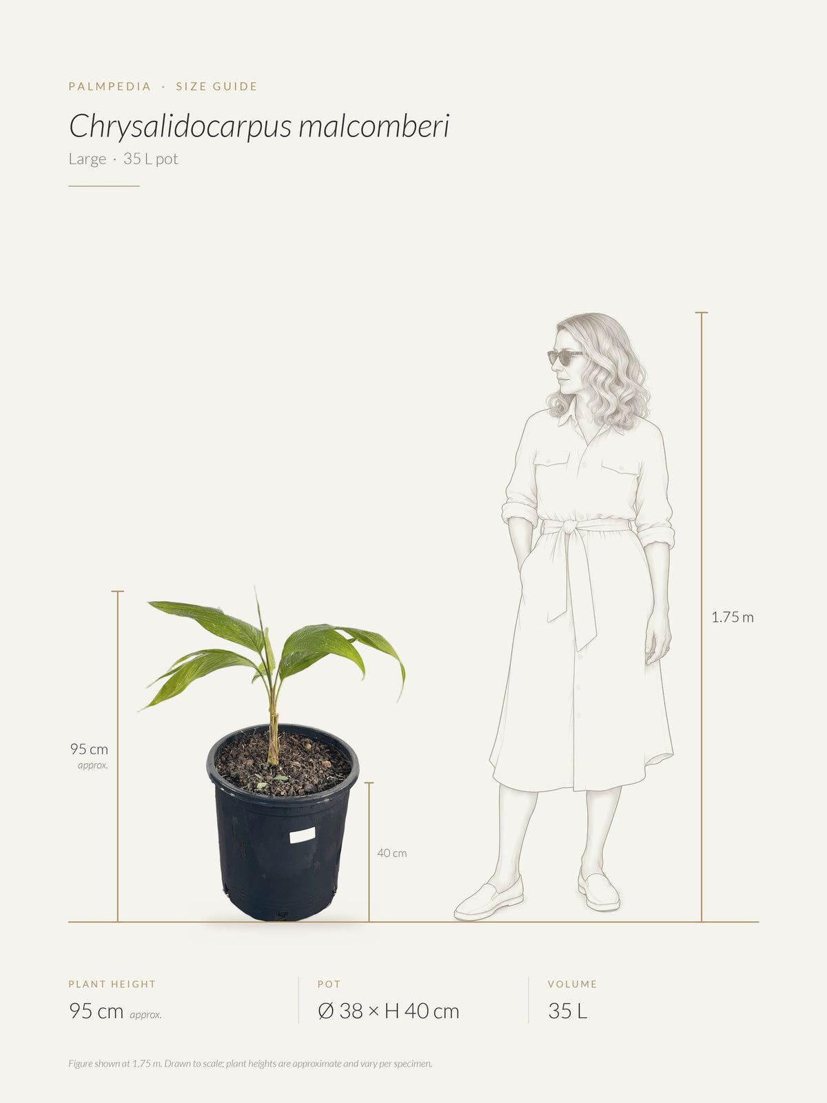 Chrysalidocarpus malcomberi – size guide