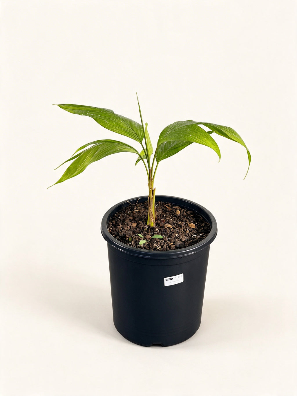 Chrysalidocarpus malcomberi