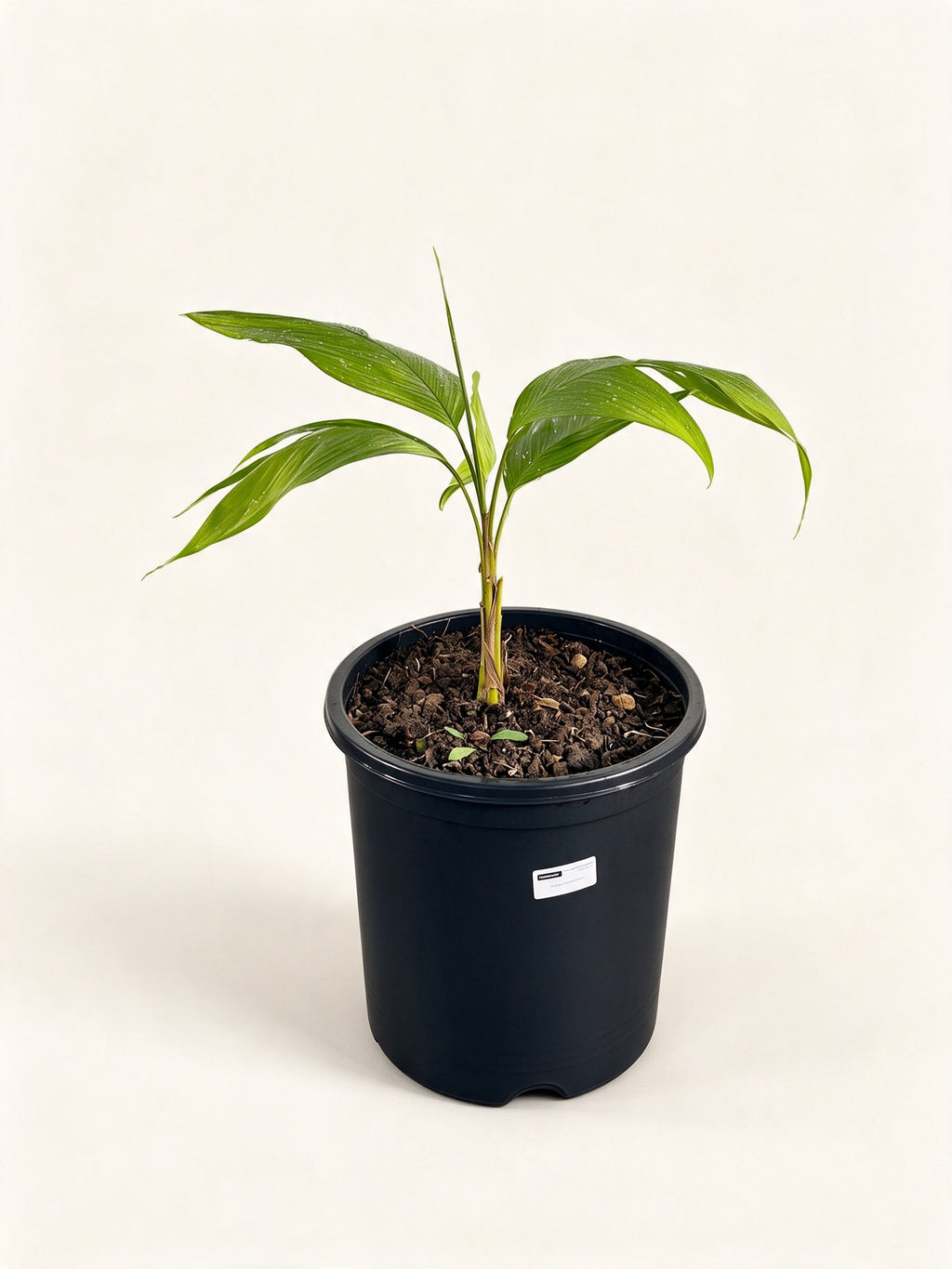 Chrysalidocarpus malcomberi