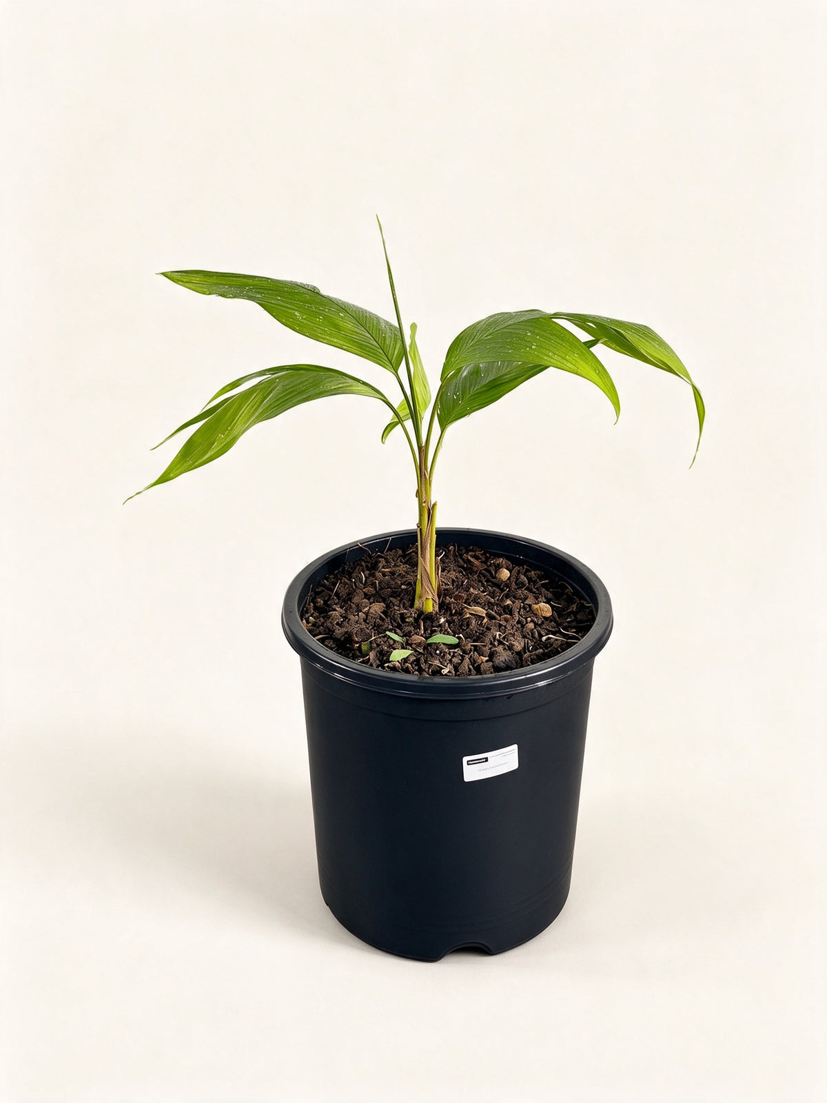 Chrysalidocarpus malcomberi