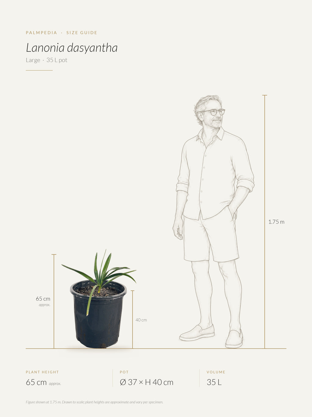 Lanonia dasyantha – size guide