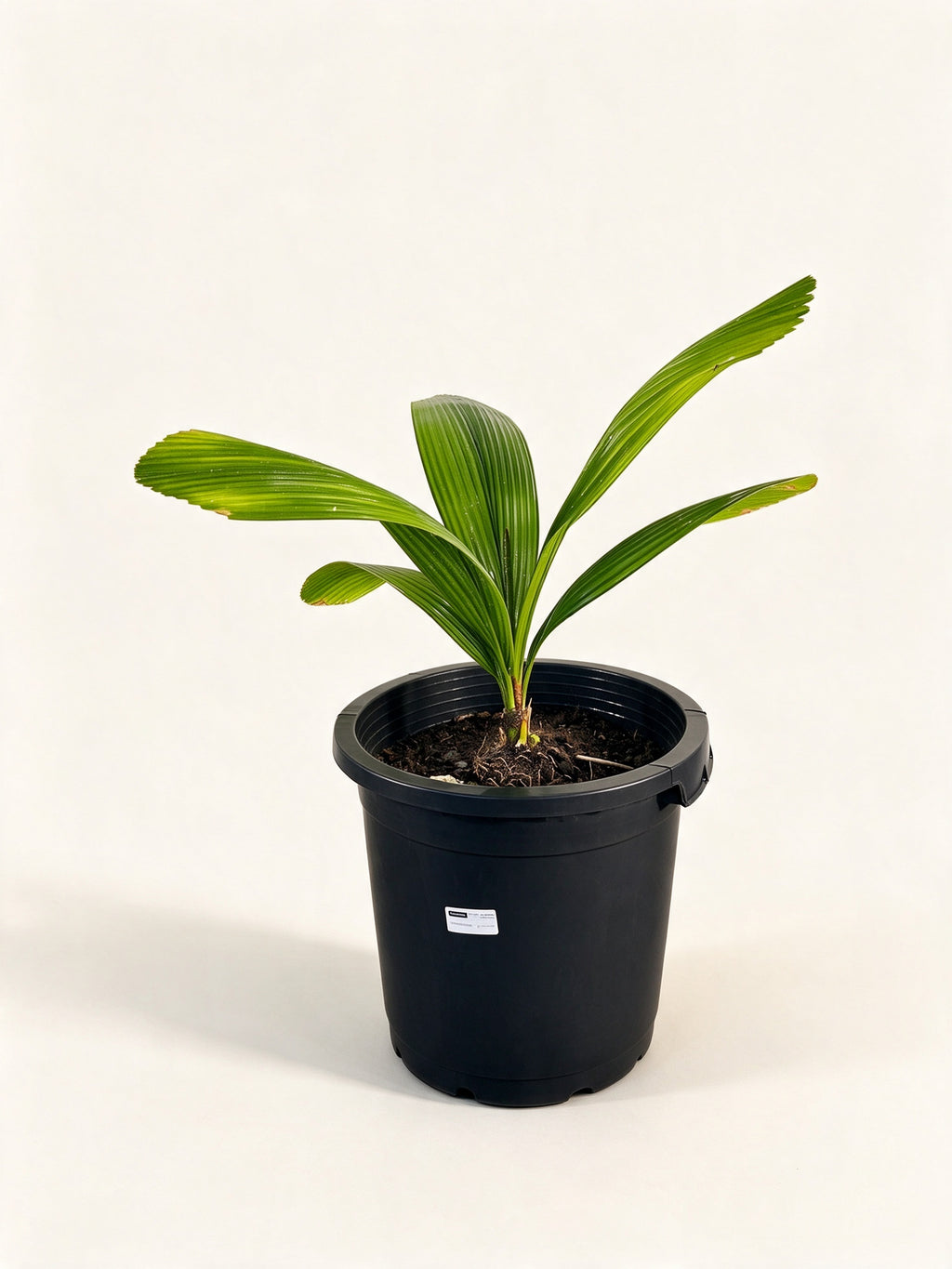 Johannesteijsmannia altifrons
