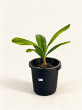Johannesteijsmannia altifrons