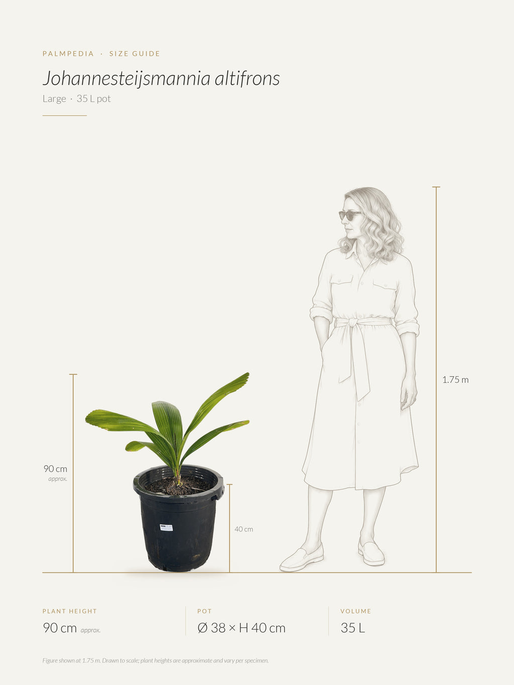 Johannesteijsmannia altifrons – size guide