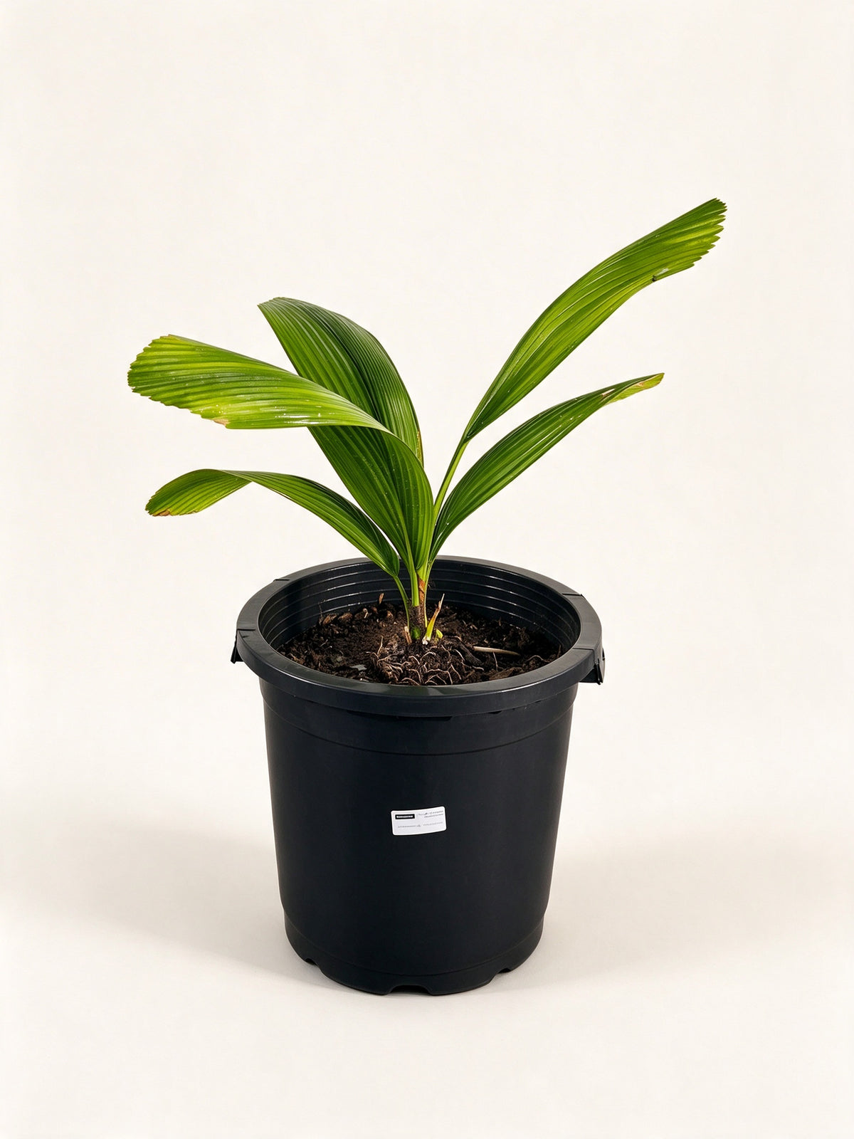 Johannesteijsmannia altifrons