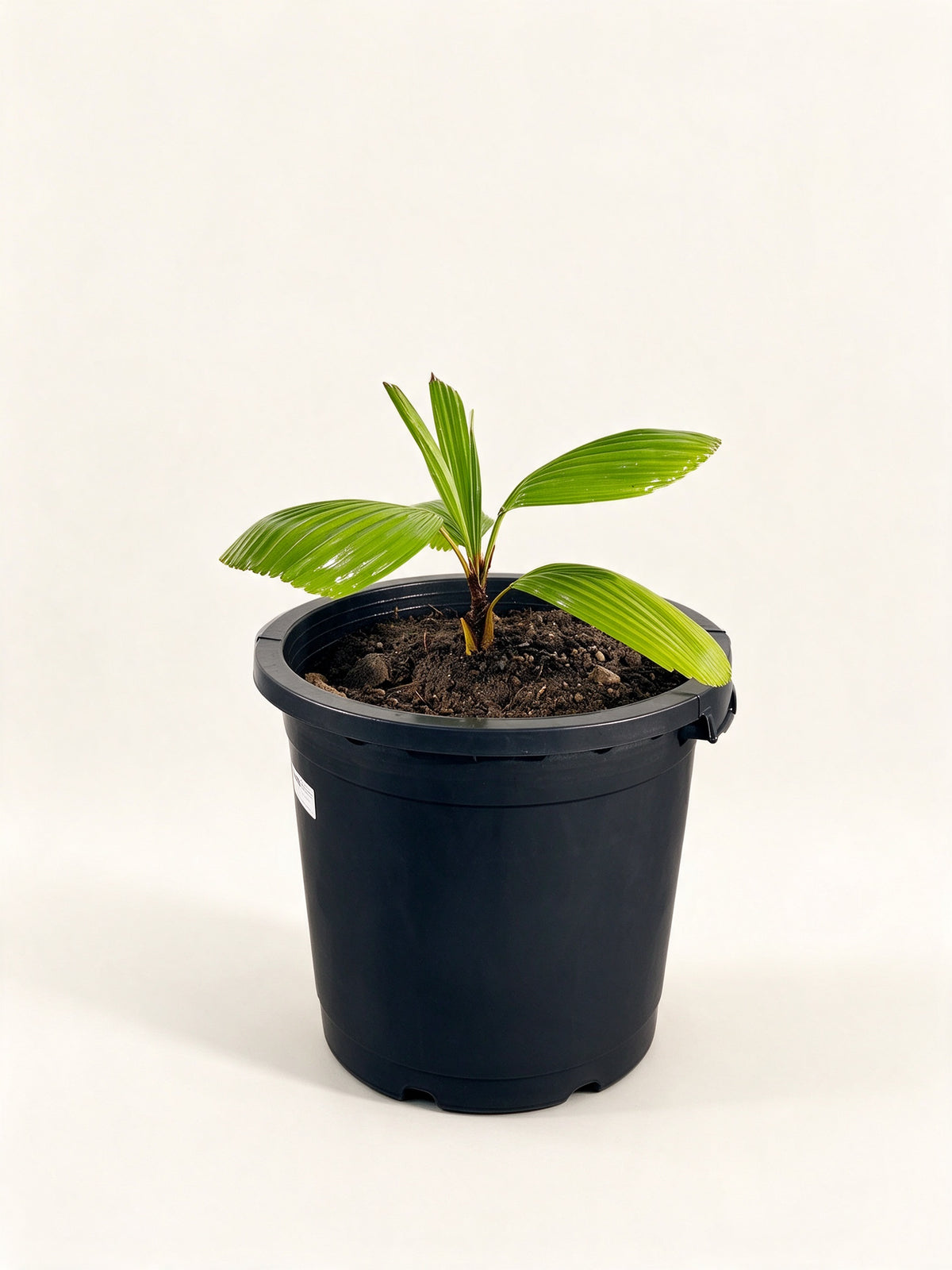 Copernicia baileyana
