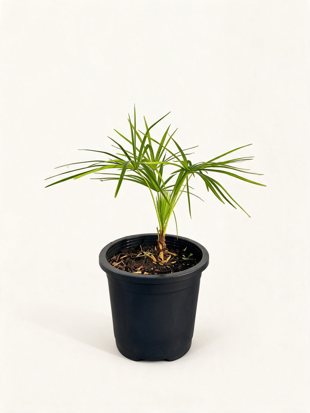 Livistona benthamii 'Golden'