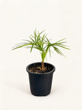 Livistona benthamii 'Golden'