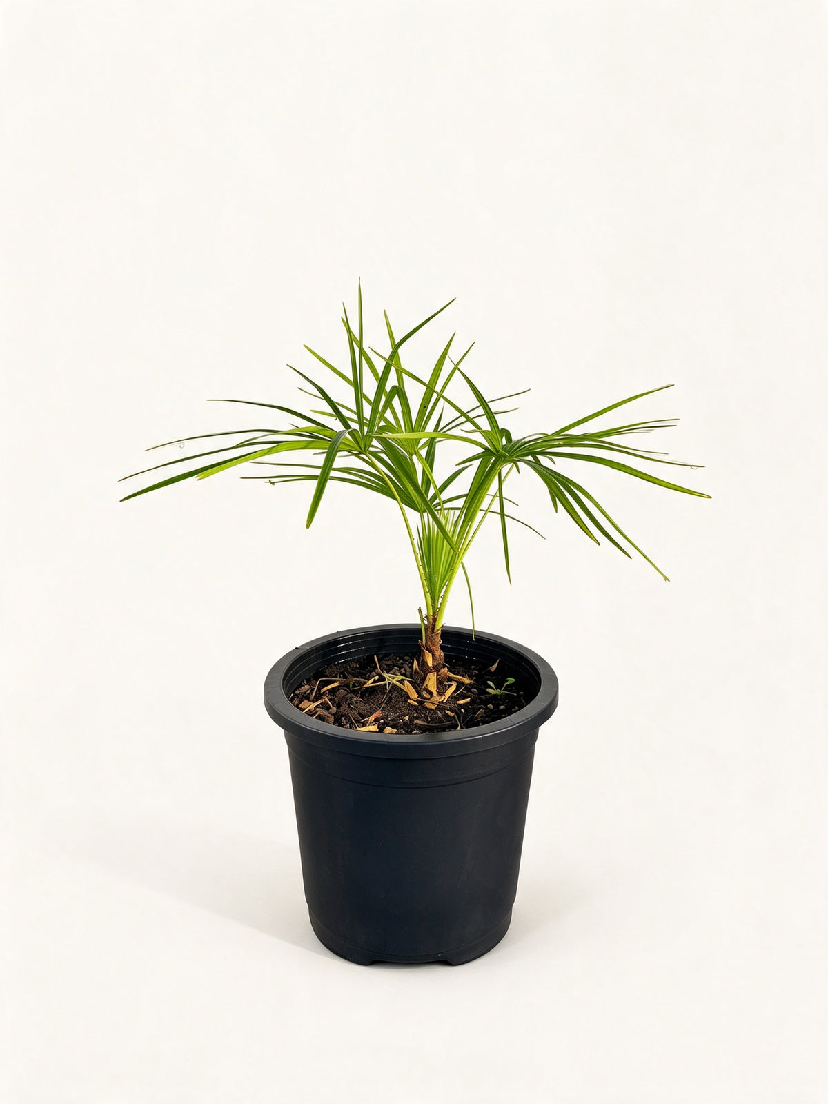 Livistona benthamii 'Golden'