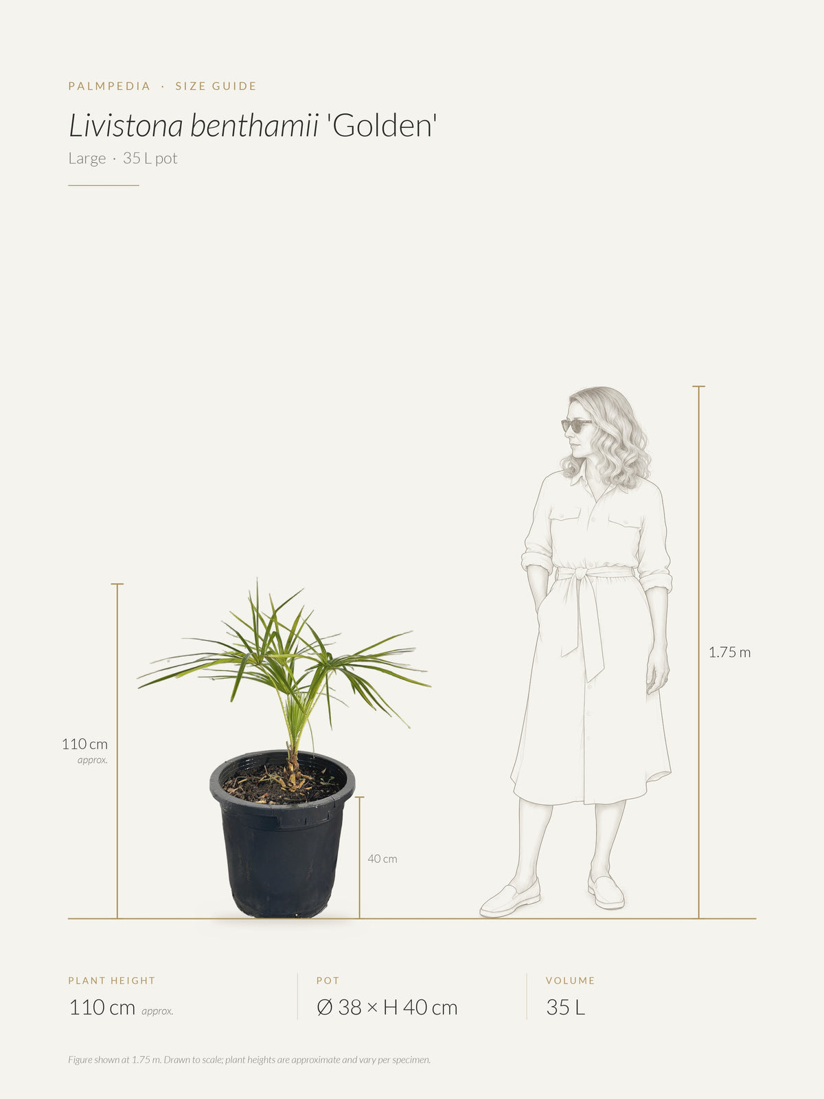 Livistona benthamii 'Golden' – size guide