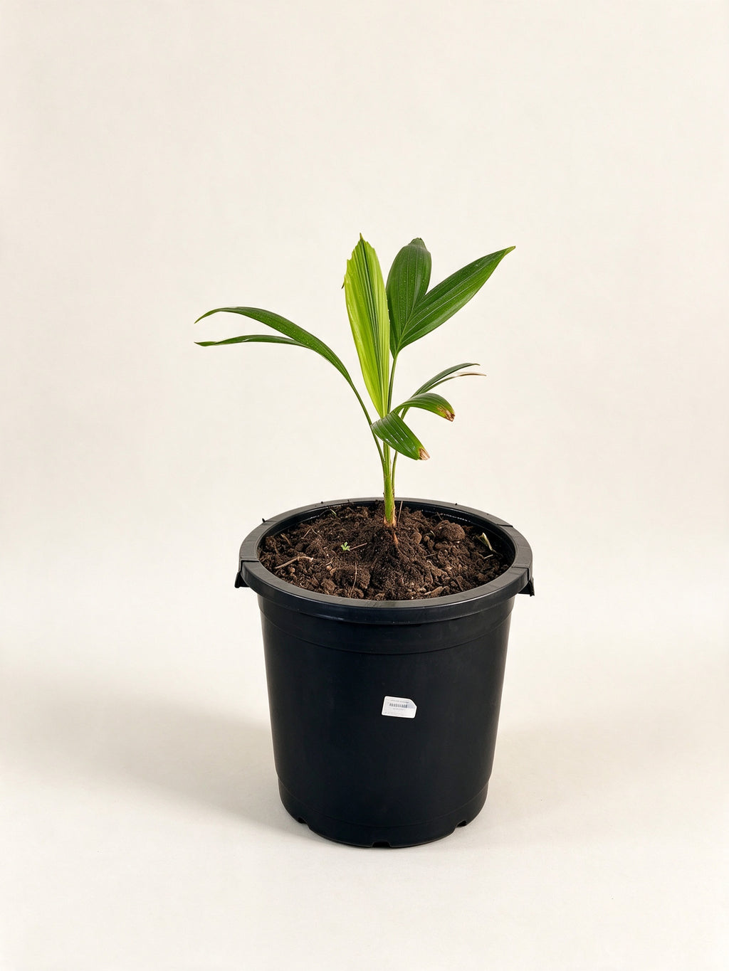 Ptychosperma elegans