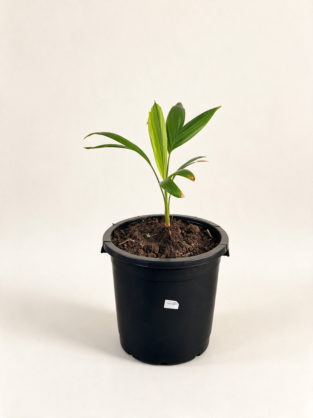 Ptychosperma elegans