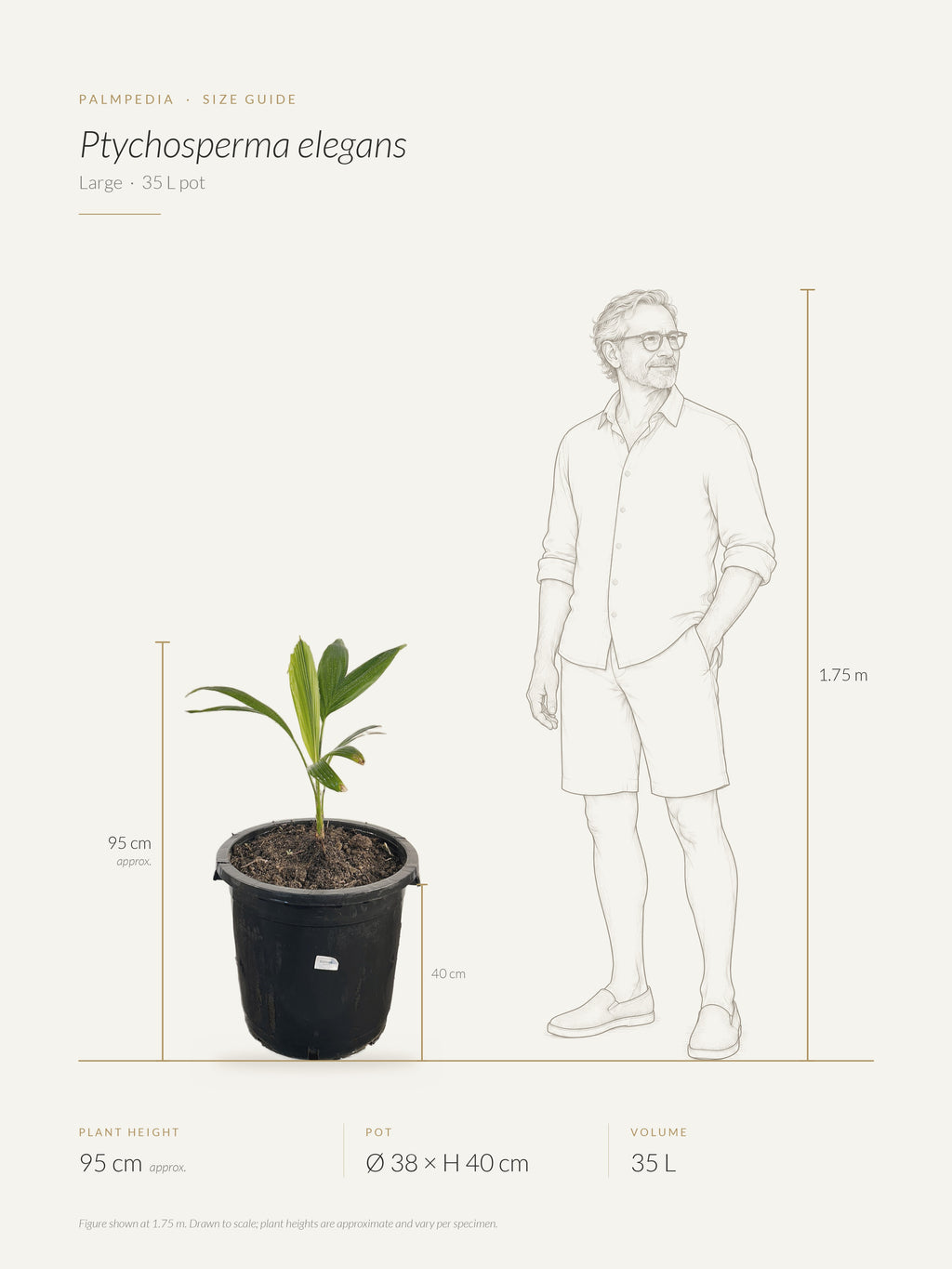 Ptychosperma elegans – size guide