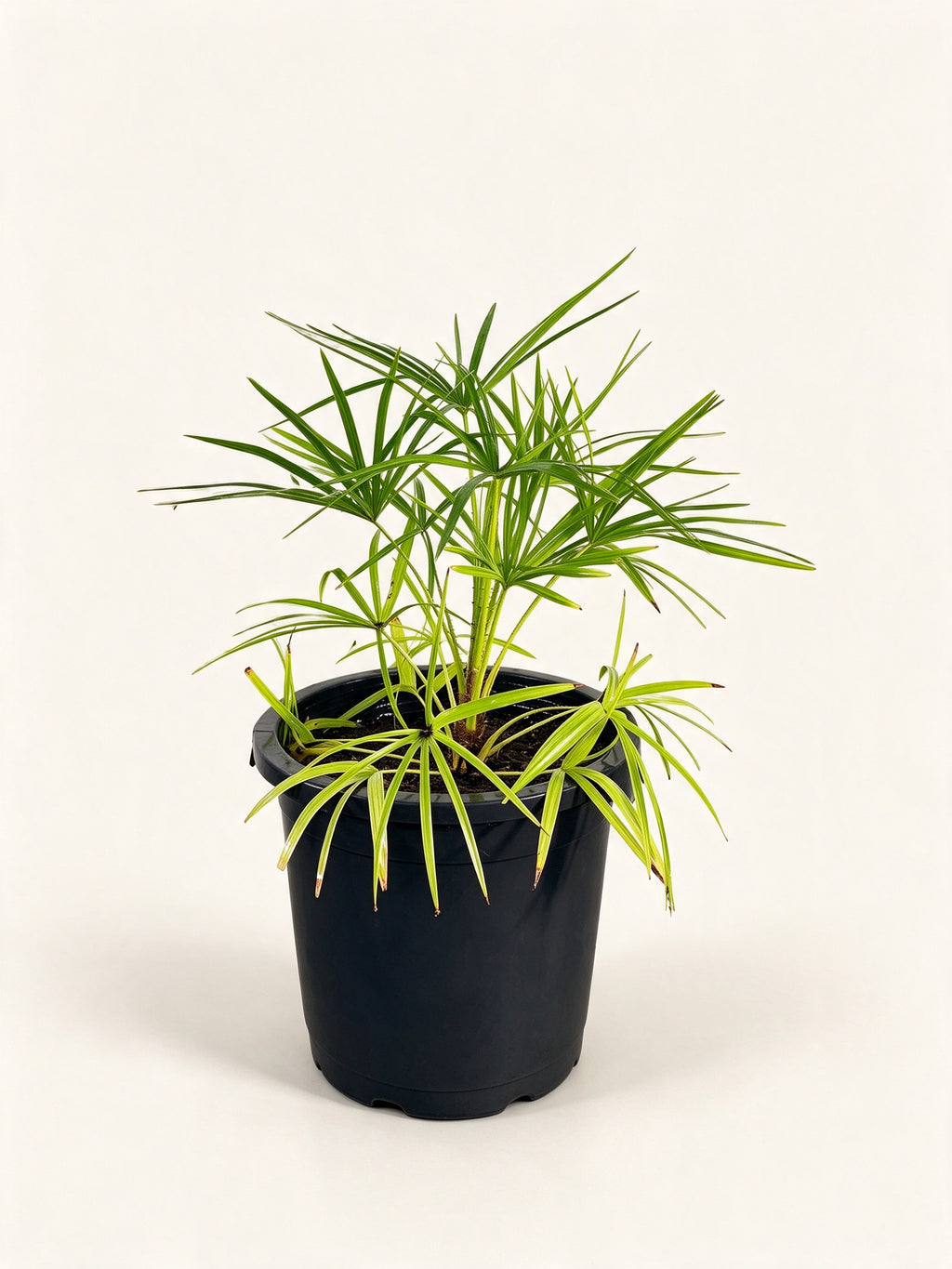 Livistona benthamii 'Golden'