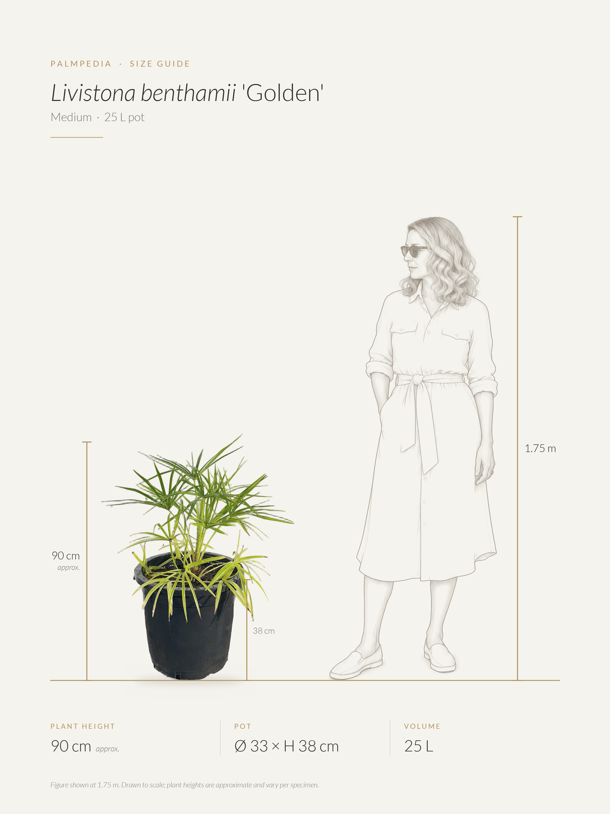 Livistona benthamii 'Golden' – size guide