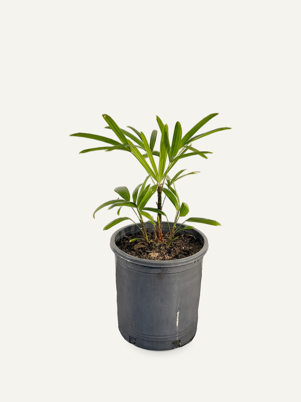Rhapis excelsa 'Taiwan' – Palmpedia, view 3