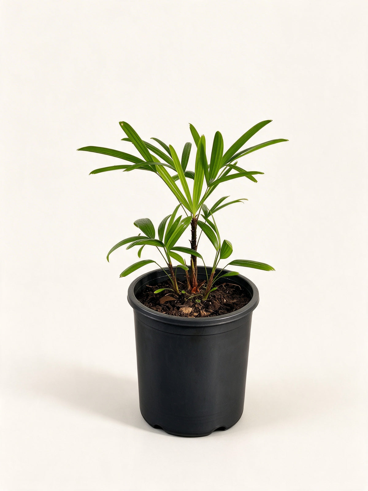 Rhapis excelsa 'Taiwan'