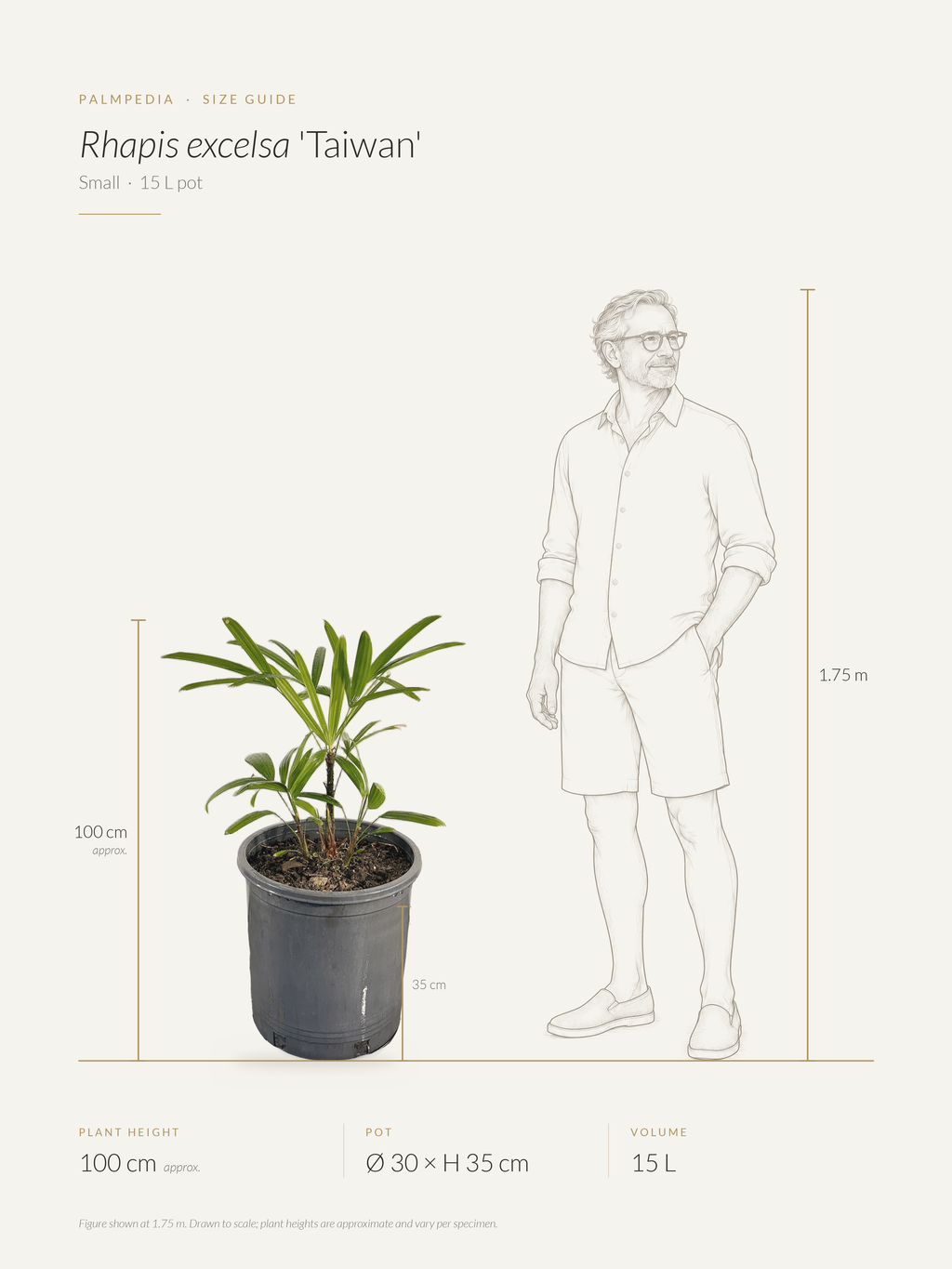 Rhapis excelsa 'Taiwan' – size guide