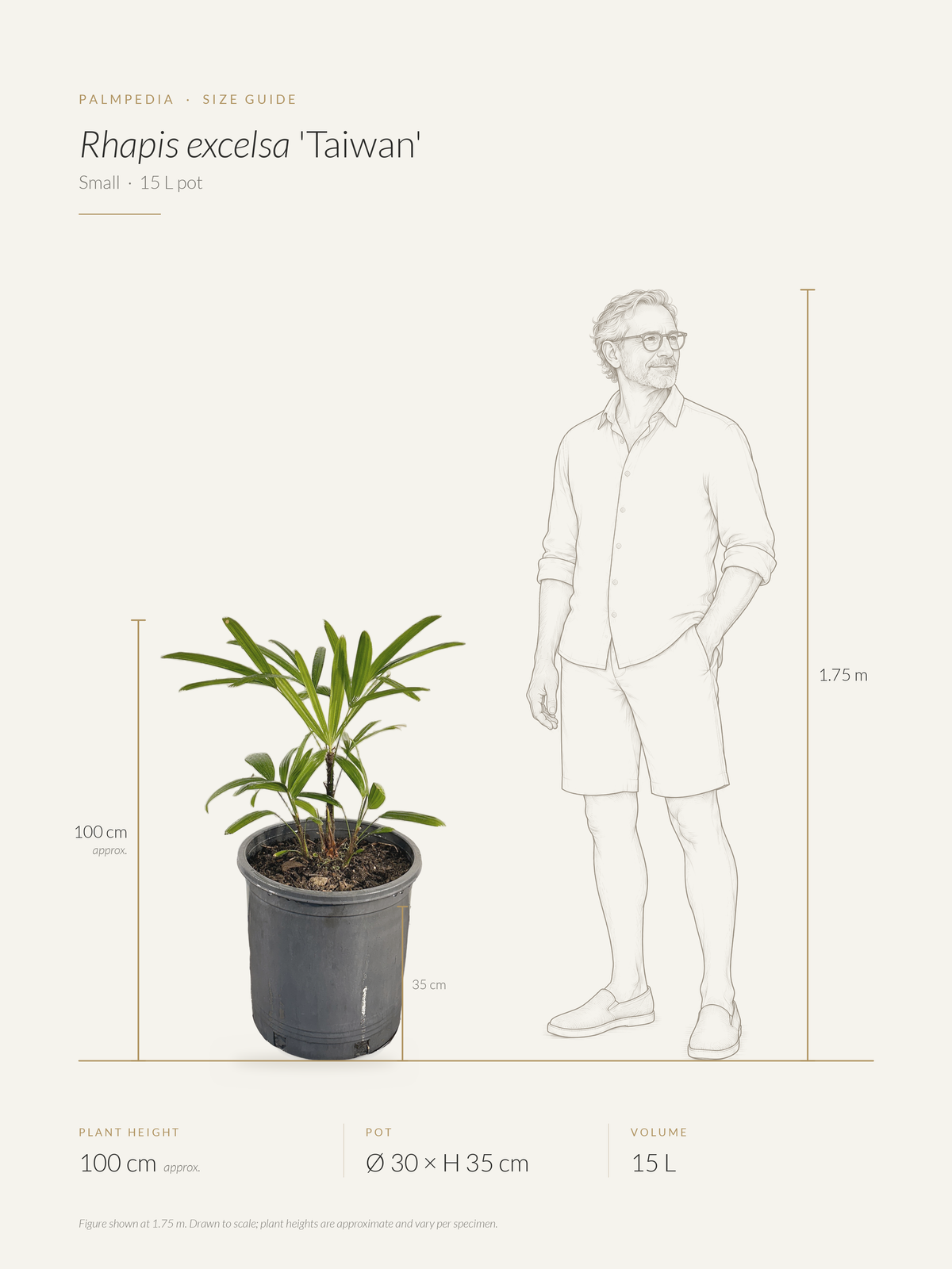 Rhapis excelsa 'Taiwan' – size guide