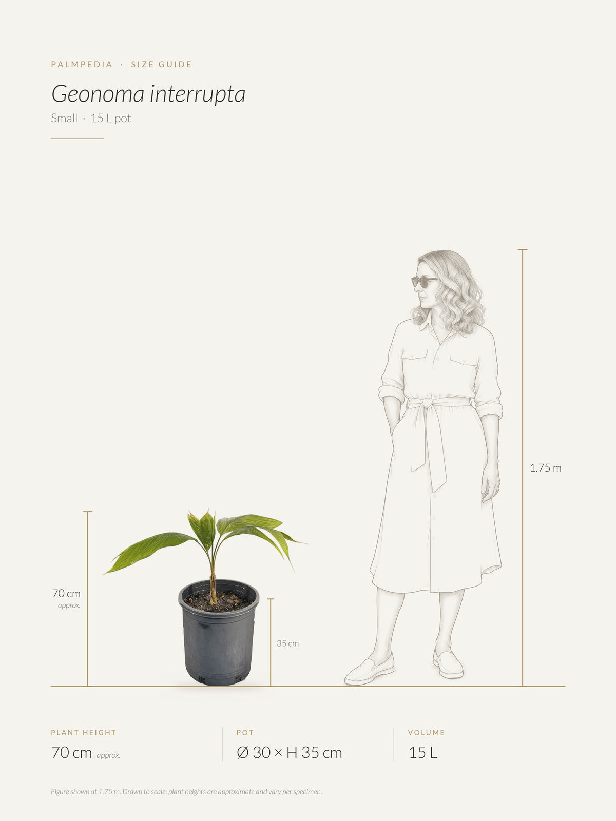 Geonoma interrupta – size guide