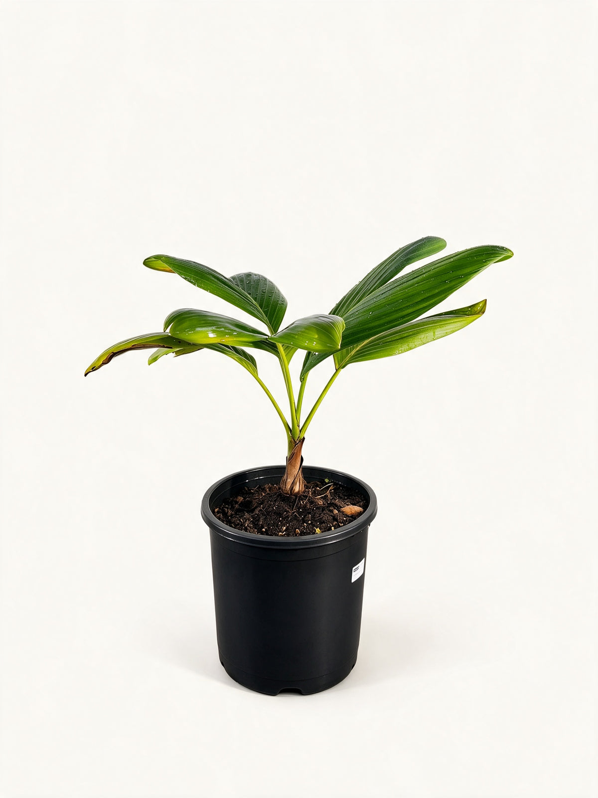 Chambeyronia houailouensis – Rare New Caledonian Palm | Palmpedia