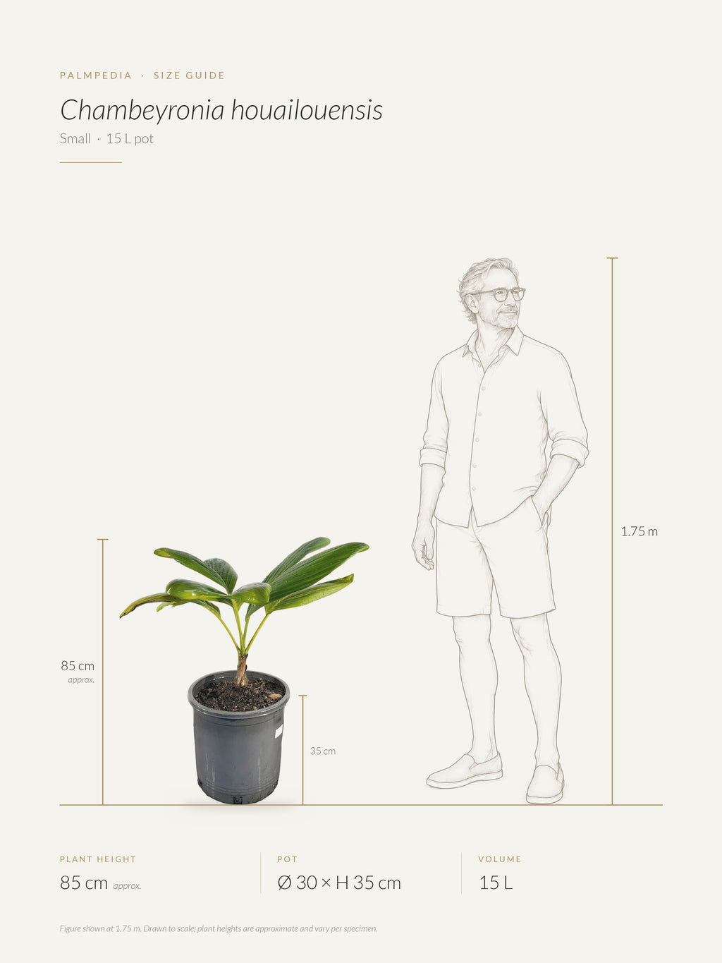 Chambeyronia houailouensis – size guide