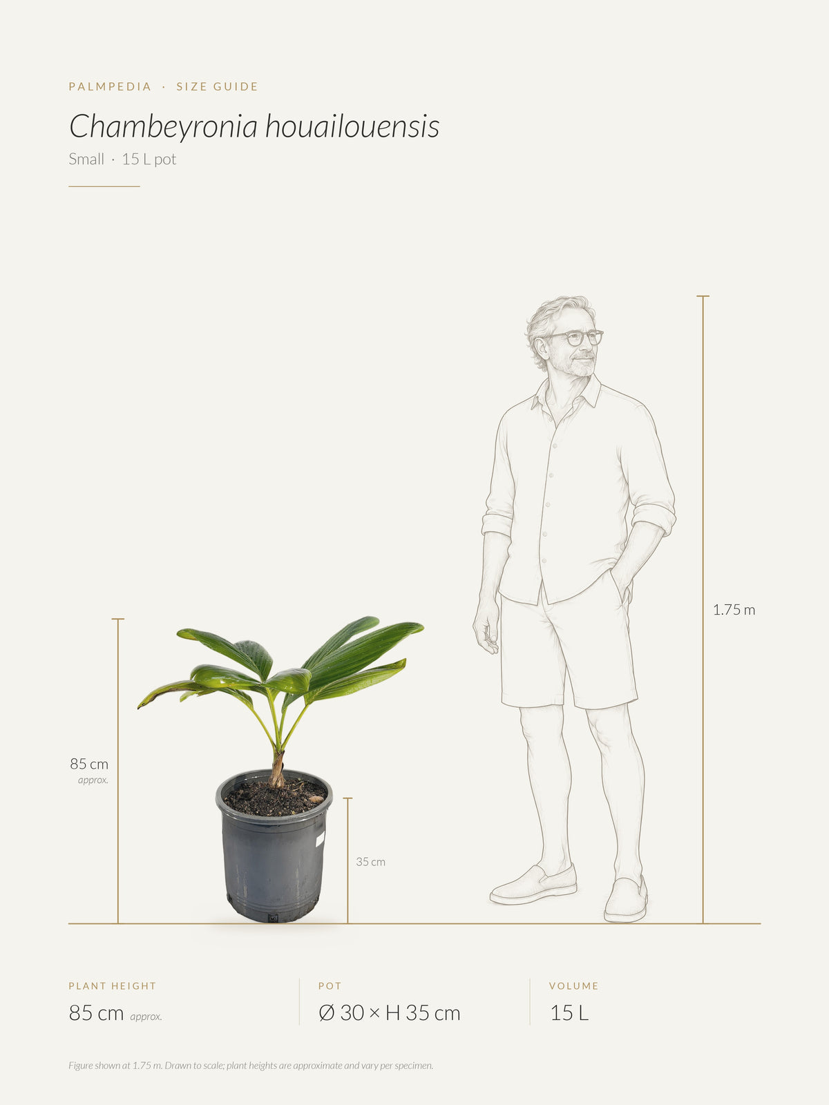 Chambeyronia houailouensis – size guide