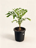 Caryota urens