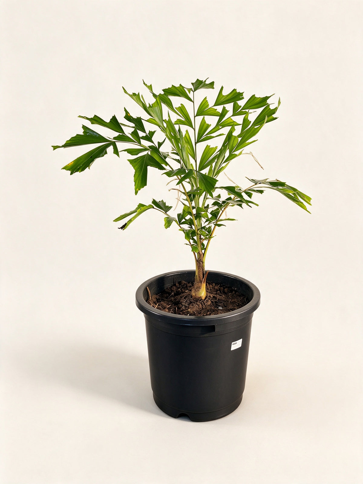 Caryota urens