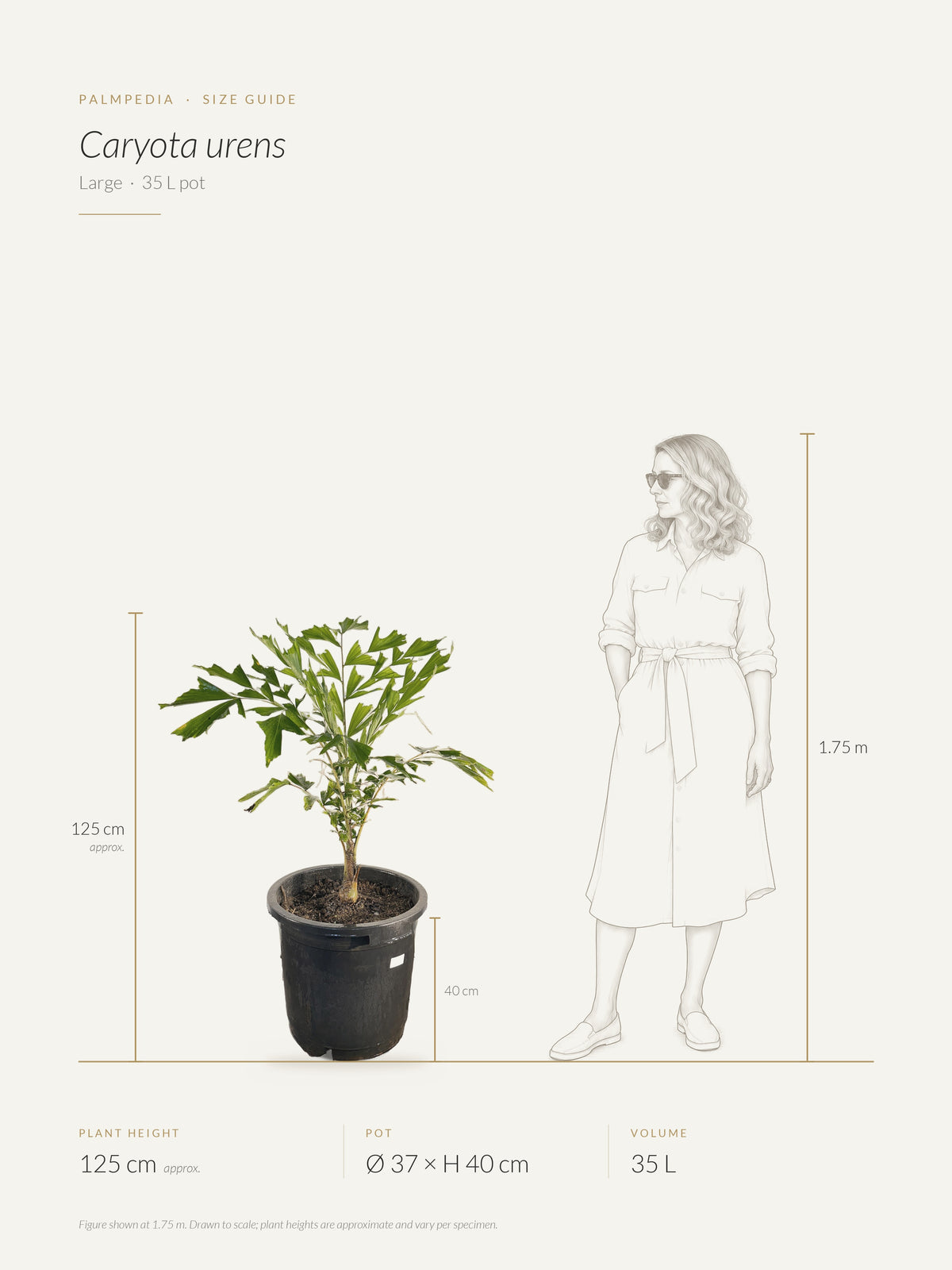 Caryota urens – size guide