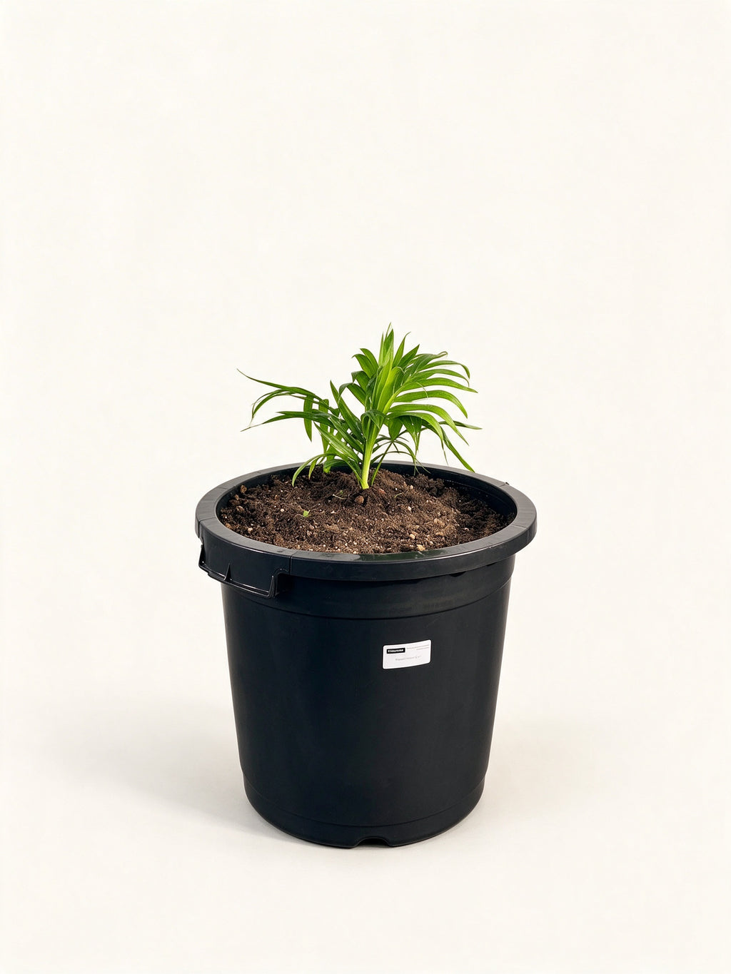 Chrysalidocarpus carlsmithii