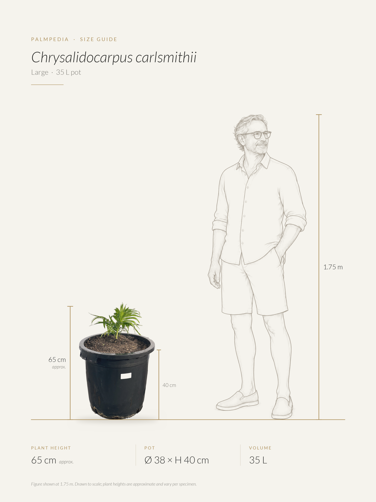 Chrysalidocarpus carlsmithii – size guide