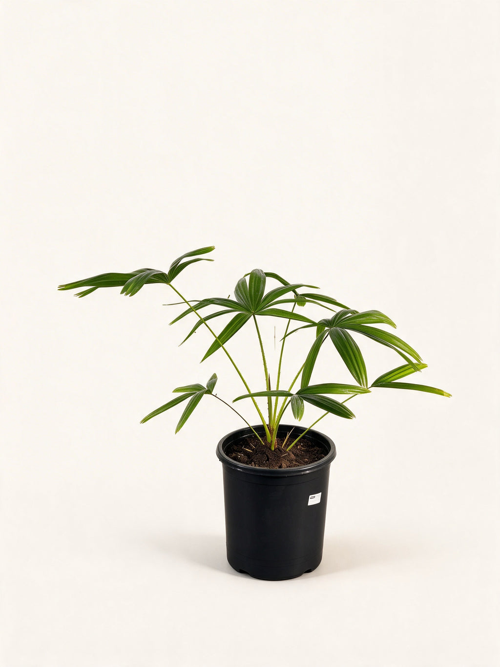 Livistona speciosa