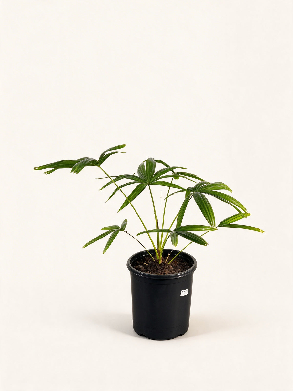 Livistona speciosa