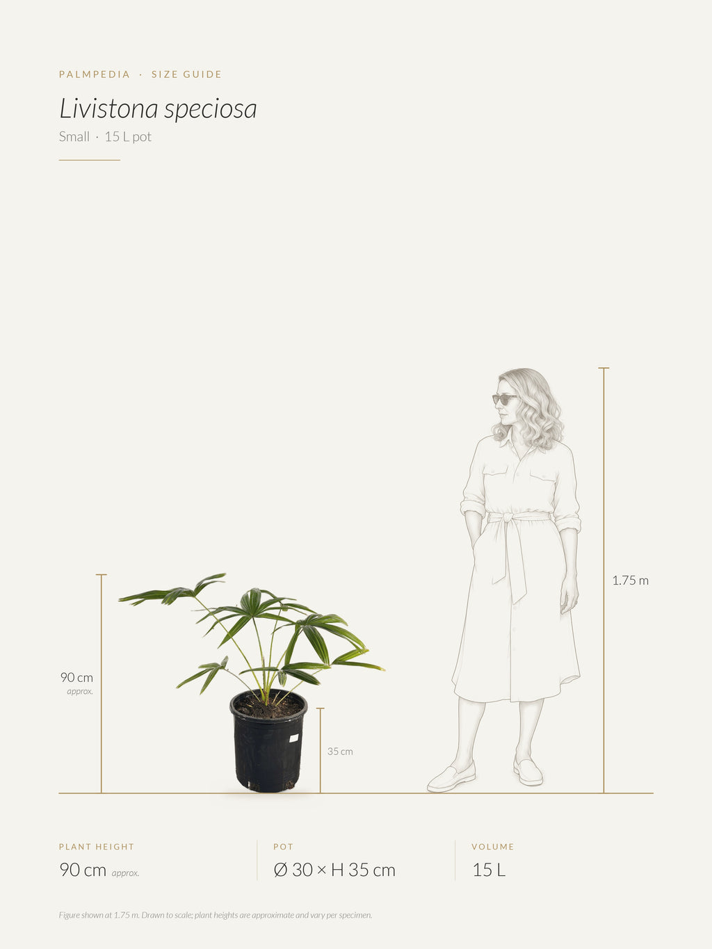 Livistona speciosa – size guide