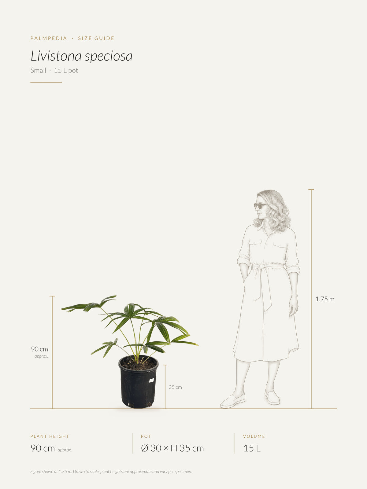 Livistona speciosa – size guide