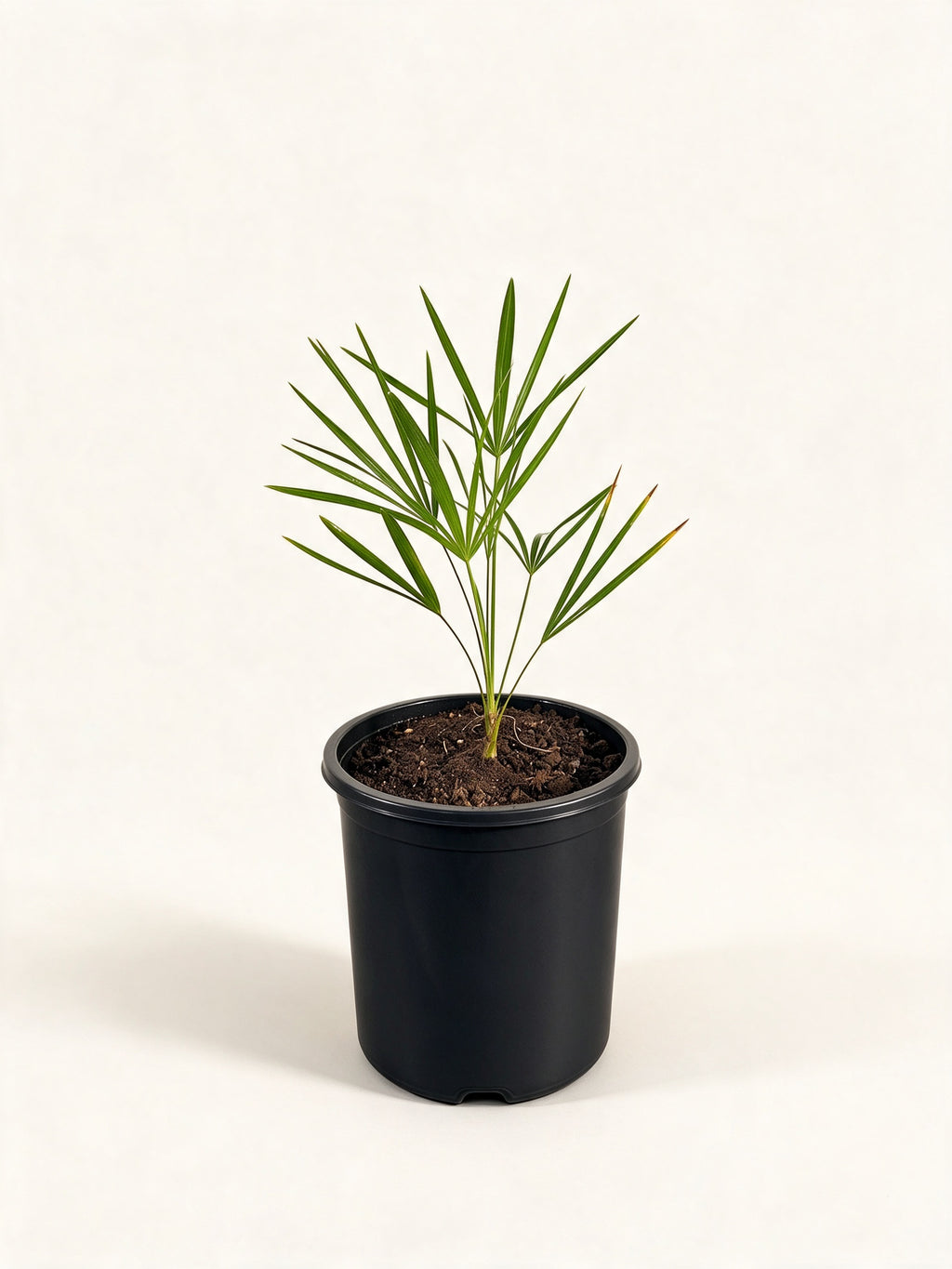 Leucothrinax morrisii