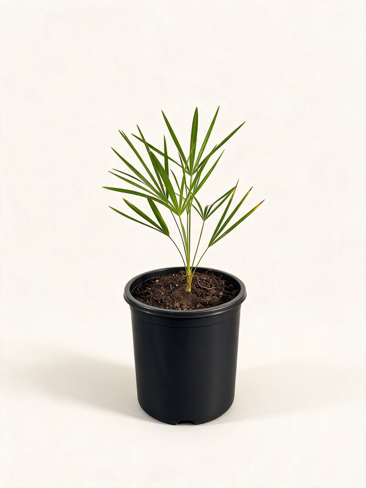 Leucothrinax morrisii