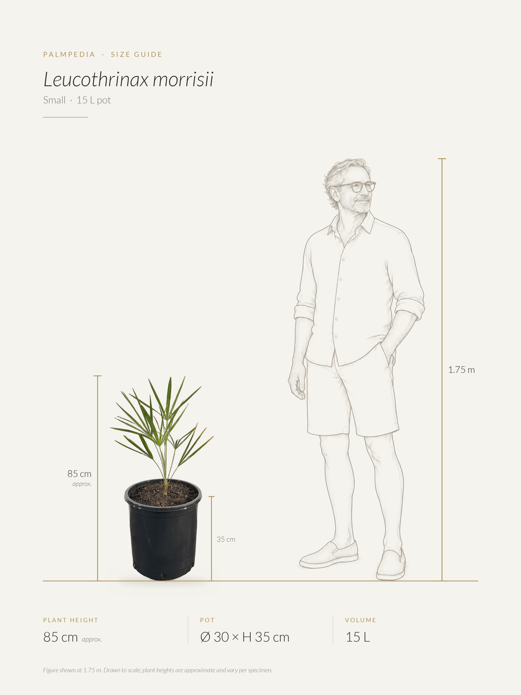 Leucothrinax morrisii – size guide