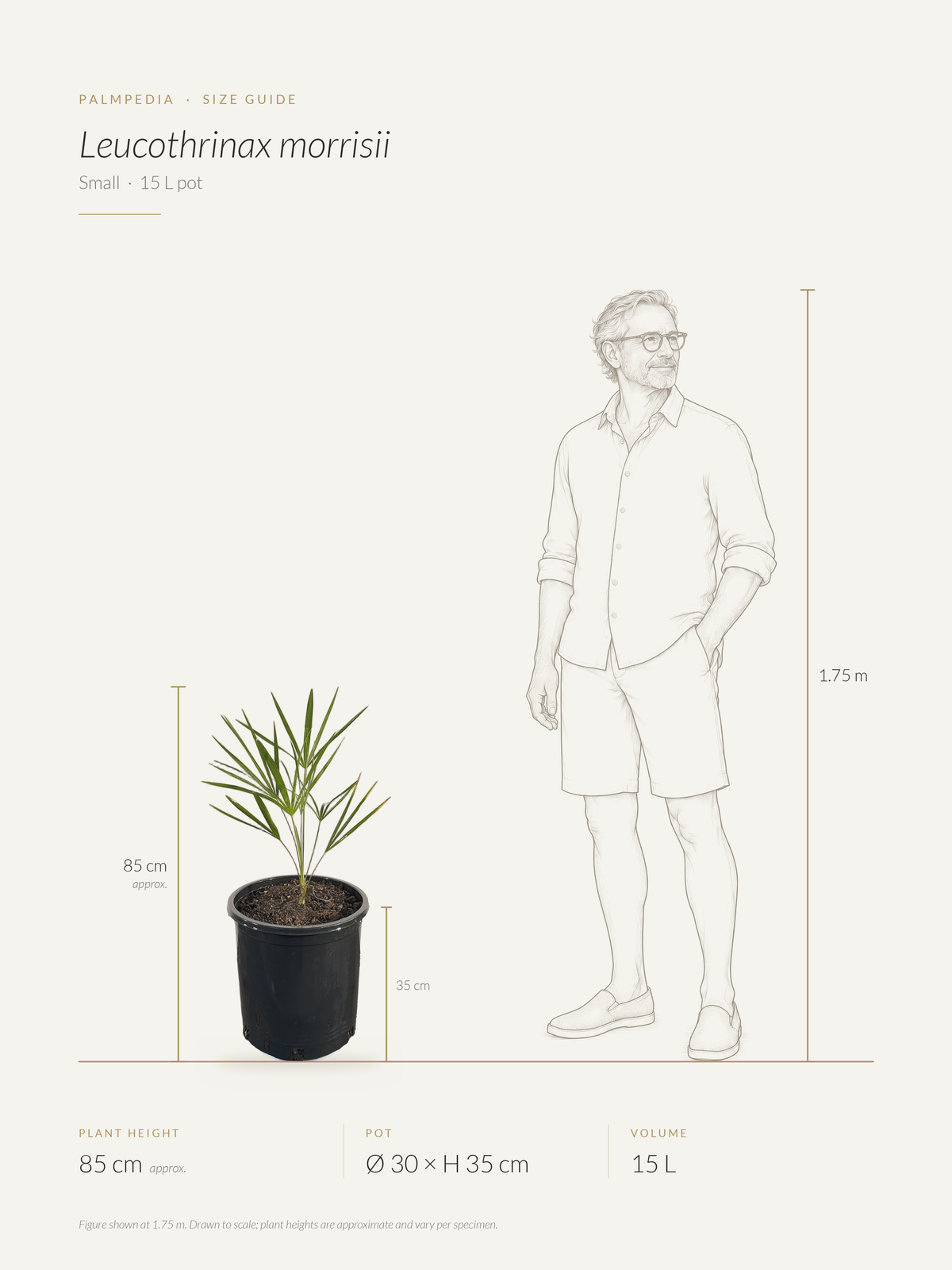 Leucothrinax morrisii – size guide