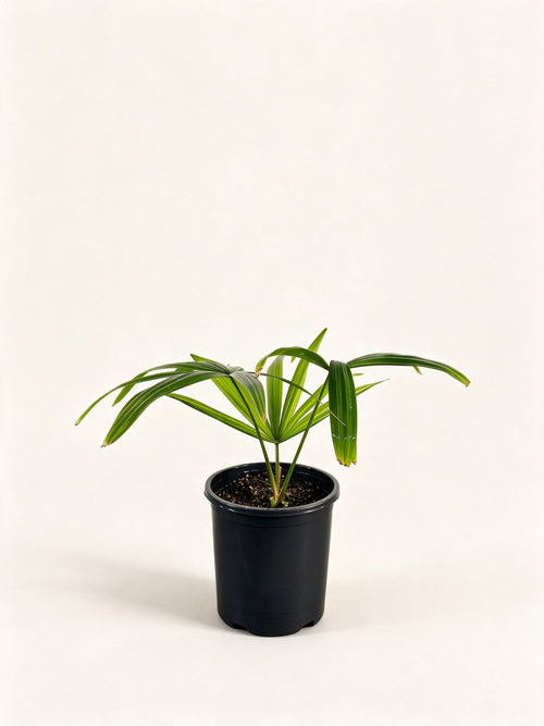 Borassodendron machadonis