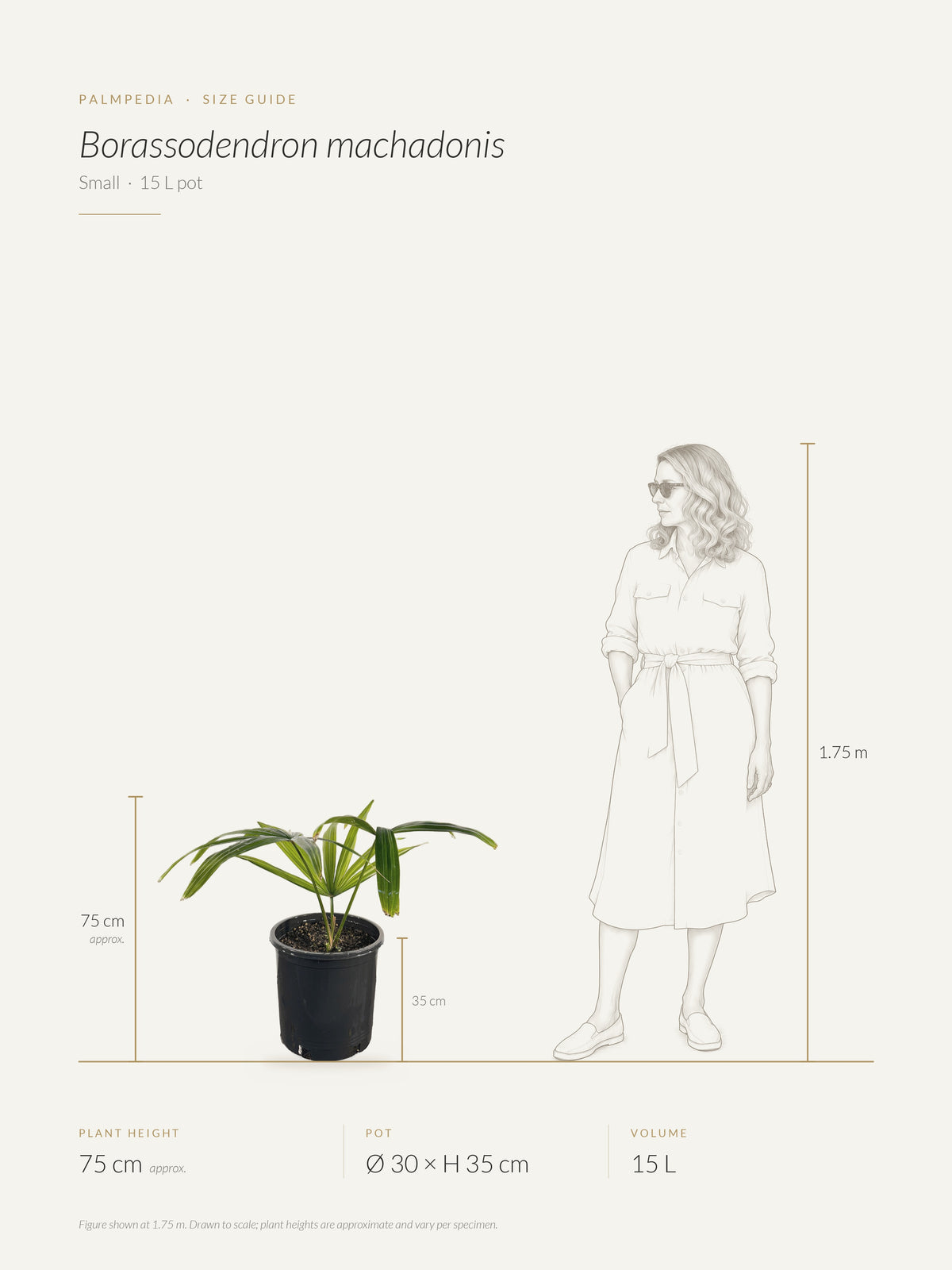 Borassodendron machadonis – size guide