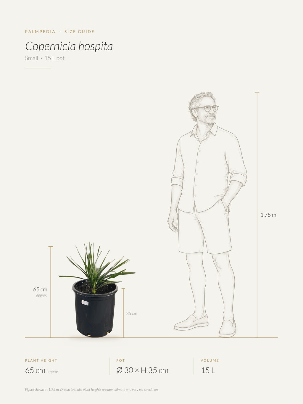 Copernicia hospita – size guide
