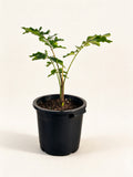 Caryota obtusa 'Thailand'