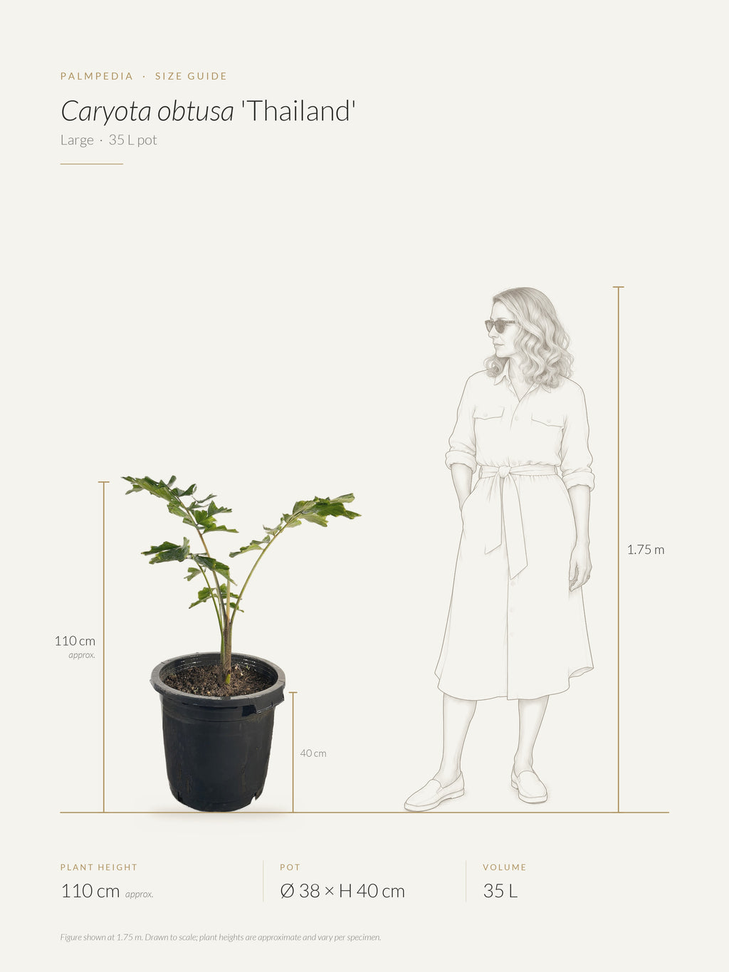 Caryota obtusa 'Thailand' – size guide
