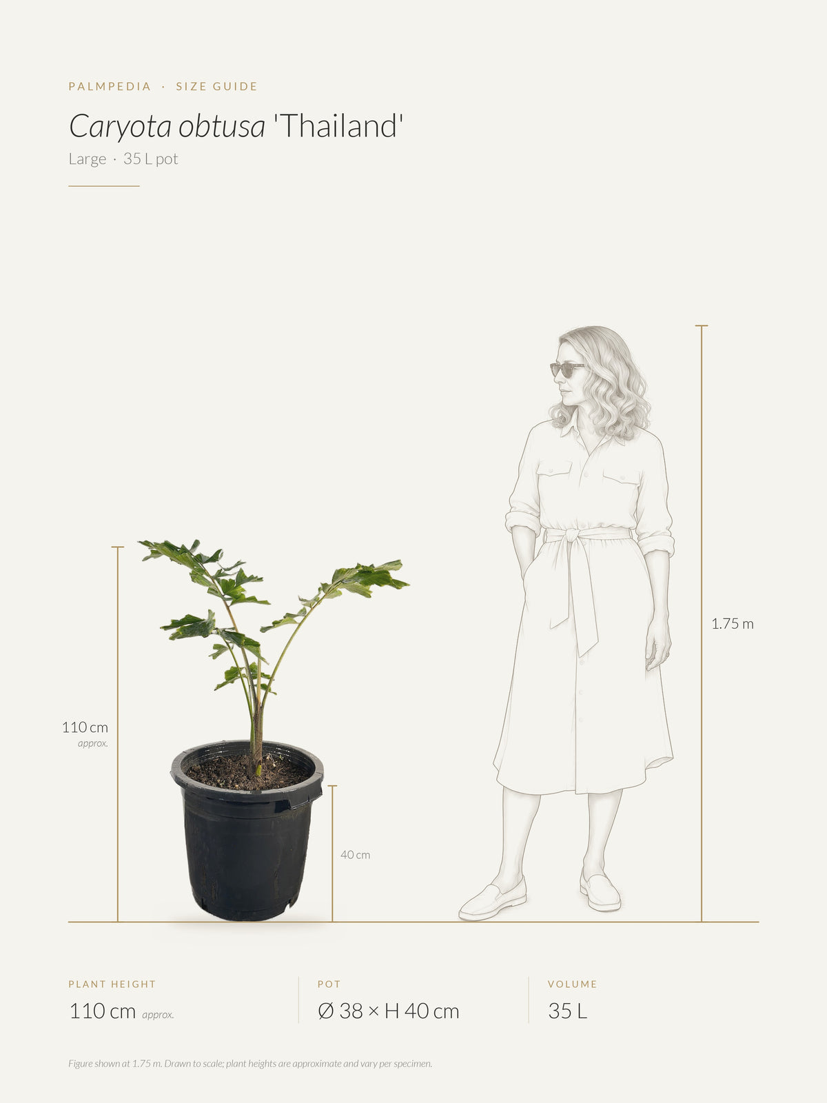 Caryota obtusa 'Thailand' – size guide