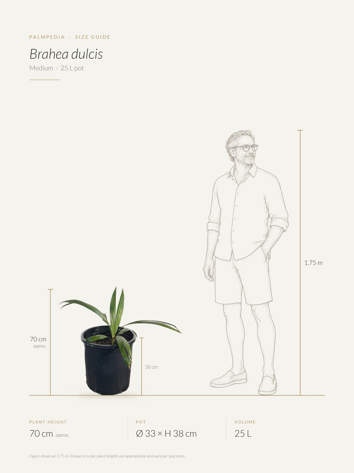 Brahea dulcis – size guide