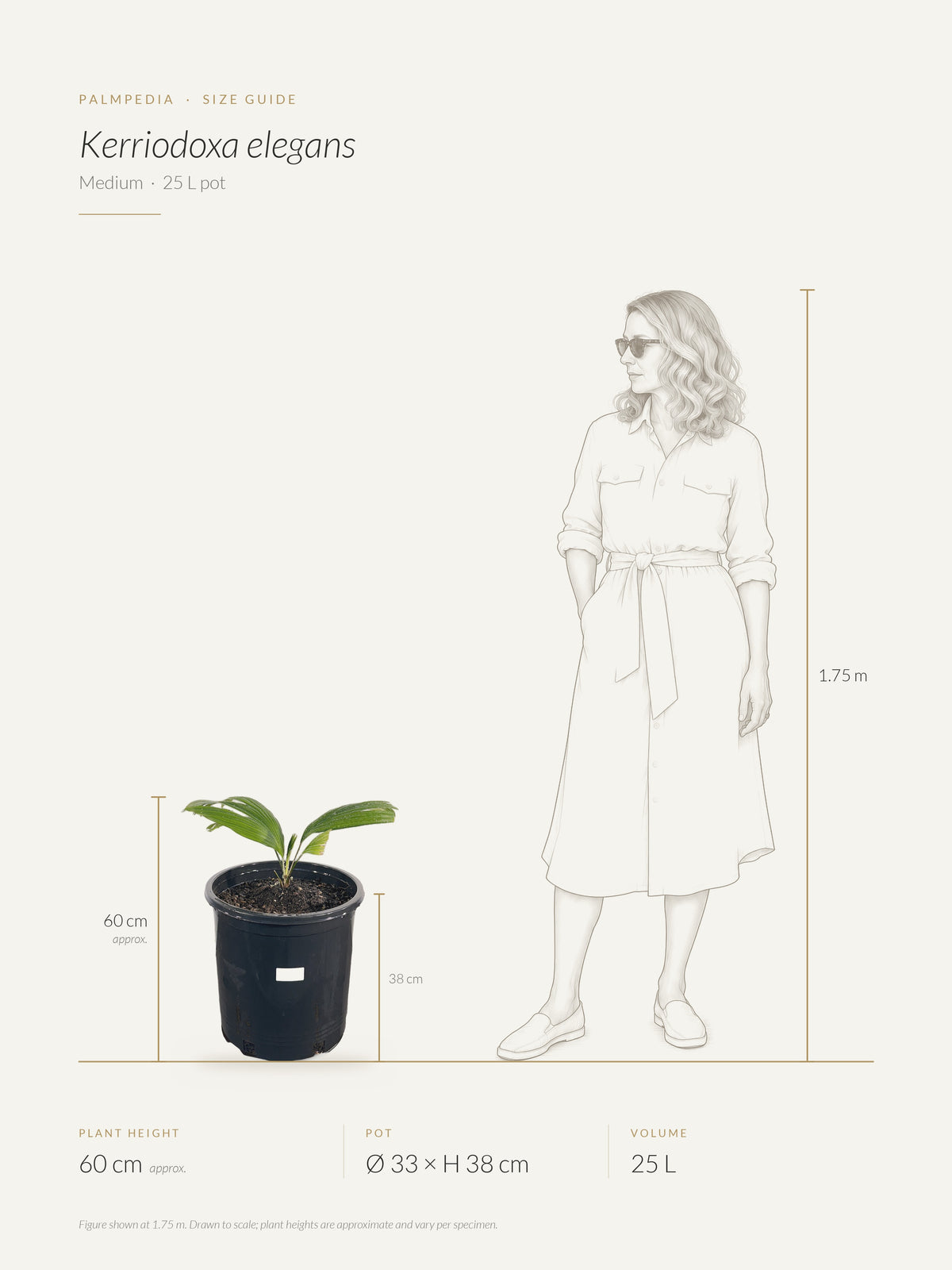 Kerriodoxa elegans – size guide